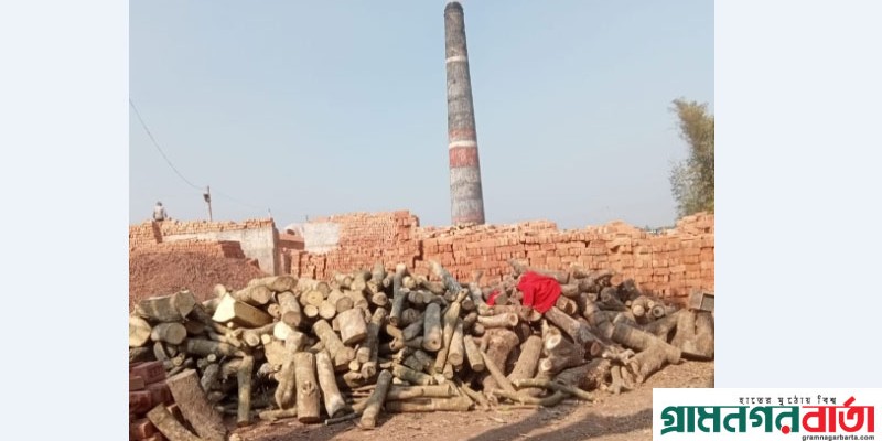 মাদারীপুরে প্রকাশ্যে পোড়ানো হচ্ছে কাঠ মাদারীপুরে প্রকাশ্যে পোড়ানো হচ্ছে কাঠ