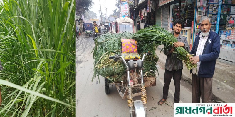 কাউনিয়ায় ঘাস নয় সবুজ সোনা কাউনিয়ায় ঘাস নয় সবুজ সোনা