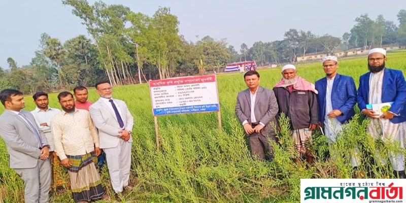 নন্দীগ্রামে বিনা হালচাষে সরিষার আবাদ, বাম্পার ফলনে লাভবান হচ্ছে কৃষকরা নন্দীগ্রামে বিনা হালচাষে সরিষার আবাদ, বাম্পার ফলনে লাভবান হচ্ছে কৃষকরা