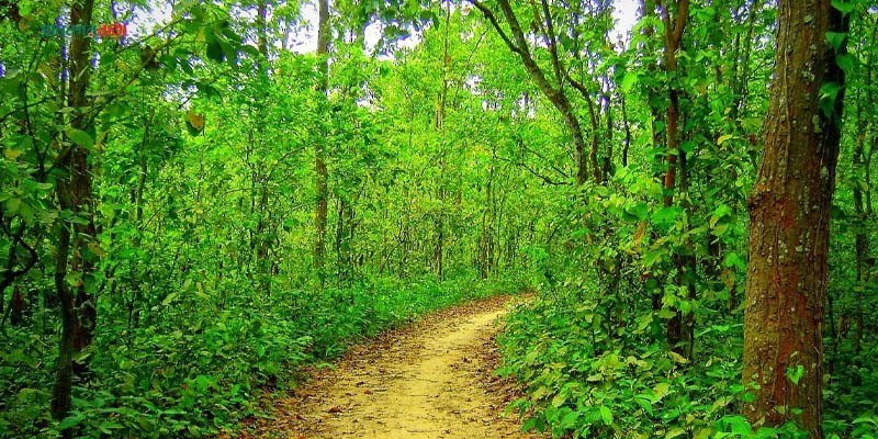 শালবন ফেরাতে নির্ধারণ করা হচ্ছে মধুপুর শালবনের সীমানা শালবন ফেরাতে নির্ধারণ করা হচ্ছে মধুপুর শালবনের সীমানা