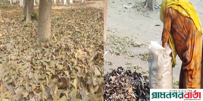 কাউনিয়ায় চলছে পাতা ঝড়ার দিন......................! কাউনিয়ায় চলছে পাতা ঝড়ার দিন......................!