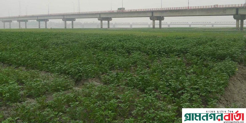 কাউনিয়ায় তিস্তার বুকে ধু-ধু বালুচরে এখন সবুজের সমারোহ কাউনিয়ায় তিস্তার বুকে ধু-ধু বালুচরে এখন সবুজের সমারোহ