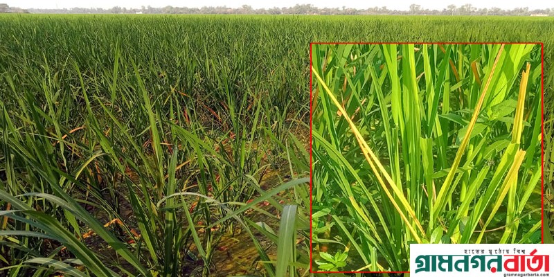 আদমদীঘিতে ইরি-বোরো ধানে মাজরা পোকার হানা, দিশেহারা কৃষক আদমদীঘিতে ইরি-বোরো ধানে মাজরা পোকার হানা, দিশেহারা কৃষক