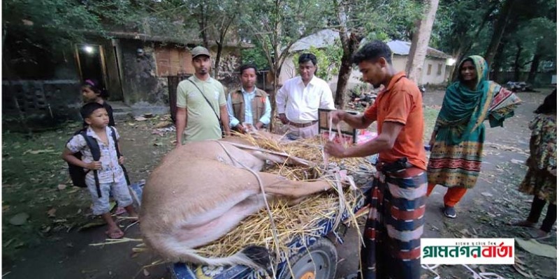 পঞ্চগড়ে বিলুপ্ত প্রজাতির নীলগাই উদ্ধার পঞ্চগড়ে বিলুপ্ত প্রজাতির নীলগাই উদ্ধার
