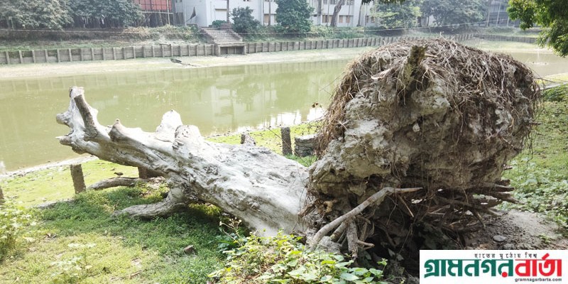 কাউনিয়ায় বিপুল পরিমান রাজস্ব হারাচ্ছে সরকার কাউনিয়ায় বিপুল পরিমান রাজস্ব হারাচ্ছে সরকার