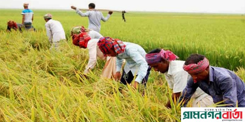 সিলেট জুড়ে কৃষকরা এ বছর বোরো ধানের লক্ষ্যমাত্রা অর্জন নিয়েই শঙ্কায় সিলেট জুড়ে কৃষকরা এ বছর বোরো ধানের লক্ষ্যমাত্রা অর্জন নিয়েই শঙ্কায়