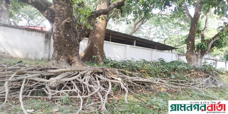 কাউনিয়ায় বায়ু দূষন বারছে কাউনিয়ায় বায়ু দূষন বারছে