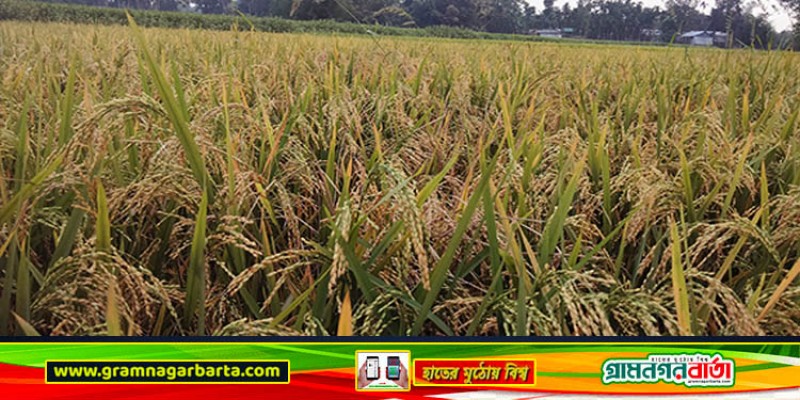 কাউনিয়ায় ইরি বোরো-ধানের বাম্পার ফলনের সম্ভাবনা কাউনিয়ায় ইরি বোরো-ধানের বাম্পার ফলনের সম্ভাবনা