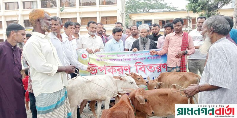 কালকিনিতে বিনামূল্যে বকনা বাছুর বিতরন কালকিনিতে বিনামূল্যে বকনা বাছুর বিতরন