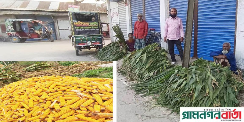 কাউনিয়ায় ভুট্টার পাতা বিক্রি করে কৃষকের ভাগ্য বদলের হাতছানি কাউনিয়ায় ভুট্টার পাতা বিক্রি করে কৃষকের ভাগ্য বদলের হাতছানি