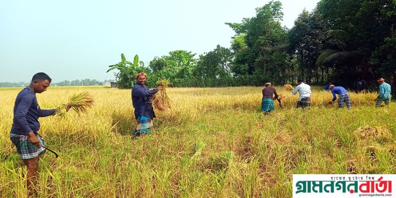 আদমদীঘিতে পুরোদমে চলছে ইরি ধান কাটা মাড়াই কাজ আদমদীঘিতে পুরোদমে চলছে ইরি ধান কাটা মাড়াই কাজ