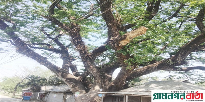 কাউনিয়ায় মানুষ বেঁচে থাকার উপাদান তৈরীর ফ্যাক্টরি গাছ গুলো রক্ষার দাবী কাউনিয়ায় মানুষ বেঁচে থাকার উপাদান তৈরীর ফ্যাক্টরি গাছ গুলো রক্ষার দাবী