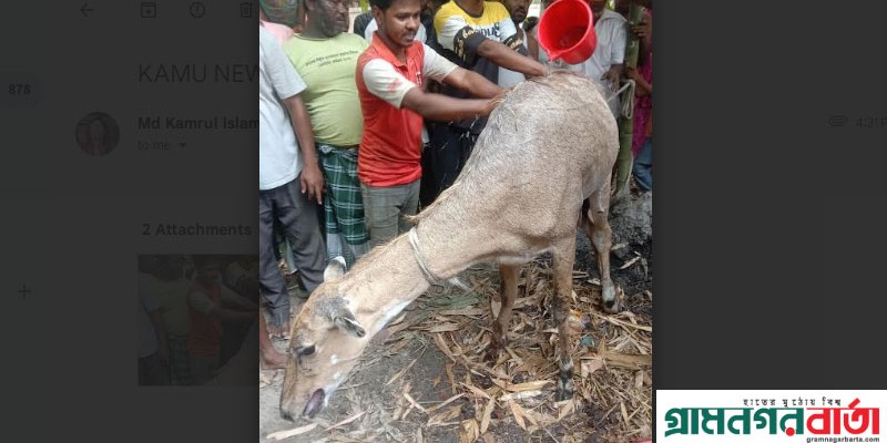 পঞ্চগড়ে সীমান্তে বাংলাদেশে দূলর্ভ প্রাণি নীলগাই উদ্ধার পঞ্চগড়ে সীমান্তে বাংলাদেশে দূলর্ভ প্রাণি নীলগাই উদ্ধার