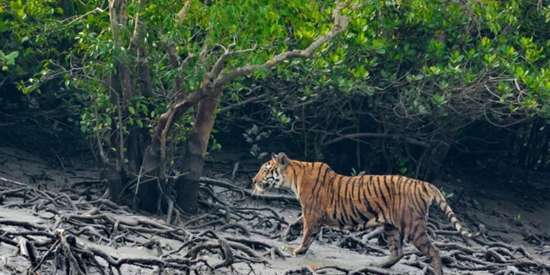 সুন্দরবনের ১০ কিমি জুড়ে নতুন শিল্পপ্রতিষ্ঠান স্থাপনে নিষেধাজ্ঞা সুন্দরবনের ১০ কিমি জুড়ে নতুন শিল্পপ্রতিষ্ঠান স্থাপনে নিষেধাজ্ঞা