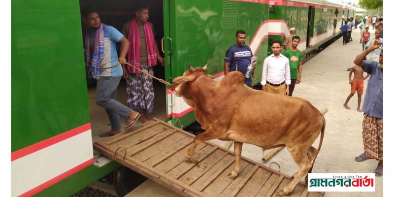 কোরবানির পশু পরিবহনে ৩টি ট্রেন চলবে কোরবানির পশু পরিবহনে ৩টি ট্রেন চলবে