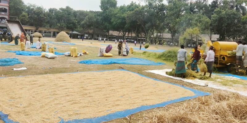 কাউনিয়ায় ফিল্টার নেটের চাহিদা বেড়েছে গ্রামীণ জনপদে ধান শুকাতে ব্যস্ত কৃষানীরা কাউনিয়ায় ফিল্টার নেটের চাহিদা বেড়েছে গ্রামীণ জনপদে ধান শুকাতে ব্যস্ত কৃষানীরা