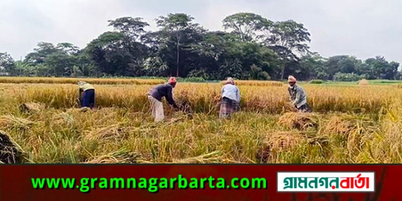 মাদারীপুর জেলার ৫টি উপজেলায় ধানের বাম্পার ফলন মাদারীপুর জেলার ৫টি উপজেলায় ধানের বাম্পার ফলন