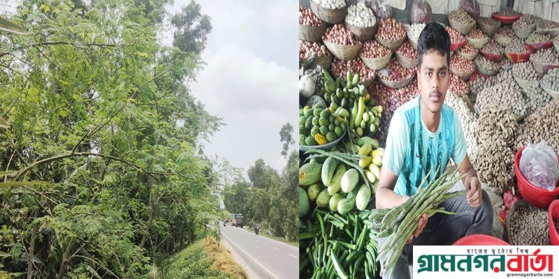 কাউনিয়ায় মাল্টিভিটামিন বৃক্ষ সজিনা চাষ জনপ্রিয়তা পাচ্ছে কাউনিয়ায় মাল্টিভিটামিন বৃক্ষ সজিনা চাষ জনপ্রিয়তা পাচ্ছে