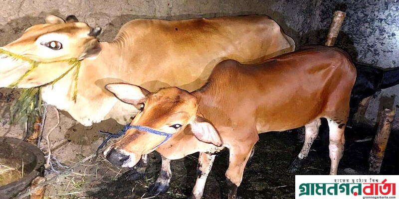 আদমদীঘিতে দুটি চোরাই গরু উদ্ধার আদমদীঘিতে দুটি চোরাই গরু উদ্ধার