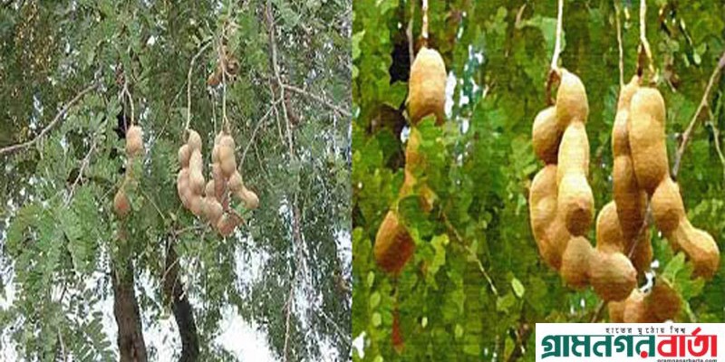 কাউনিয়ায় হারিয়ে যাচ্ছে গ্রামীন ঐতিহ্য তেতুঁল গাছ কাউনিয়ায় হারিয়ে যাচ্ছে গ্রামীন ঐতিহ্য তেতুঁল গাছ
