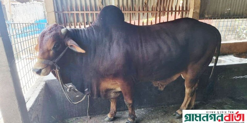 কাউনিয়ায় কোরবানির জন্য প্রস্তুত করা হয়েছে ২৫হাজার ৬৪২টি পশু কাউনিয়ায় কোরবানির জন্য প্রস্তুত করা হয়েছে ২৫হাজার ৬৪২টি পশু
