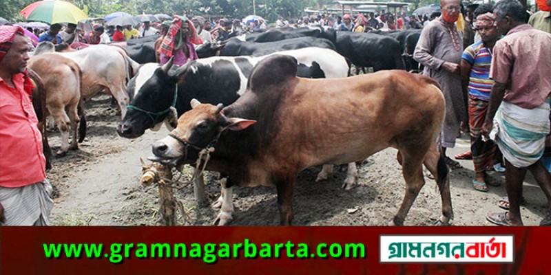 কাউনিয়ায় জমে উঠেছে কোরবানির পশুর হাট কাউনিয়ায় জমে উঠেছে কোরবানির পশুর হাট