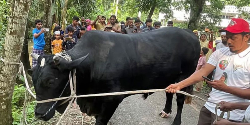 কৃষকের ‘কালো মানিক’ উপহার হিসেবে নেবেন না খালেদা জিয়া, চাইলেন দোয়া কৃষকের ‘কালো মানিক’ উপহার হিসেবে নেবেন না খালেদা জিয়া, চাইলেন দোয়া