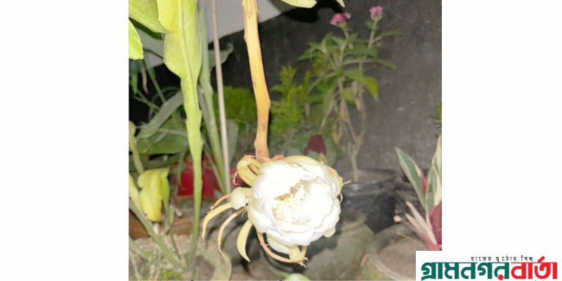 কাউনিয়ায় শিউলির বাসায় স্নিগ্ধ পাপড়ি সাদা রঙ্গের নাইট কুইন ফুেেটছে কাউনিয়ায় শিউলির বাসায় স্নিগ্ধ পাপড়ি সাদা রঙ্গের নাইট কুইন ফুেেটছে