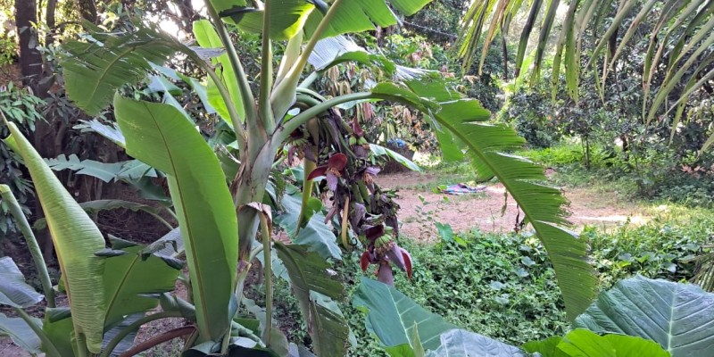সিরাজদিখানে এক কলা গাছে ১৪ থোর, জনতার ভীড় সিরাজদিখানে এক কলা গাছে ১৪ থোর, জনতার ভীড়
