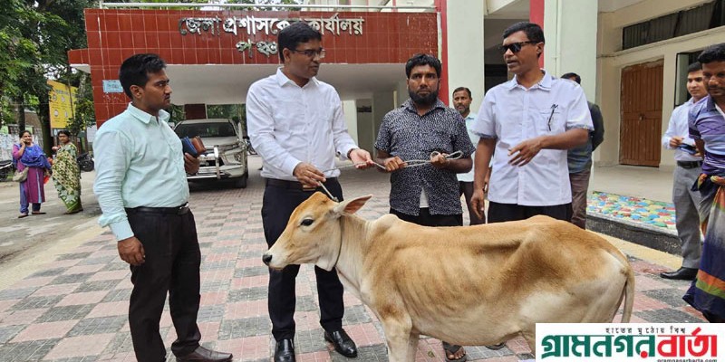 পঞ্চগড়ে কারাভোগ করা অসহায় মাজেত পেলেন গরু পঞ্চগড়ে কারাভোগ করা অসহায় মাজেত পেলেন গরু