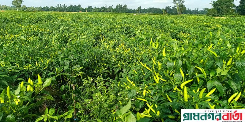 ৭ টাকায় মেলে ১ কেজি মরিচ ৭ টাকায় মেলে ১ কেজি মরিচ
