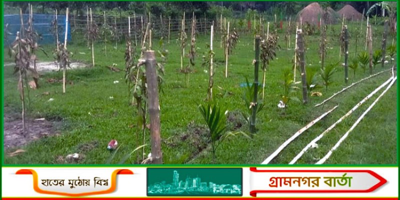 নন্দীগ্রামে দূর্বৃত্তের দেয়া কীটনাশকে নষ্ট হয়ে গেলো শতাধিক চারাগাছ নন্দীগ্রামে দূর্বৃত্তের দেয়া কীটনাশকে নষ্ট হয়ে গেলো শতাধিক চারাগাছ