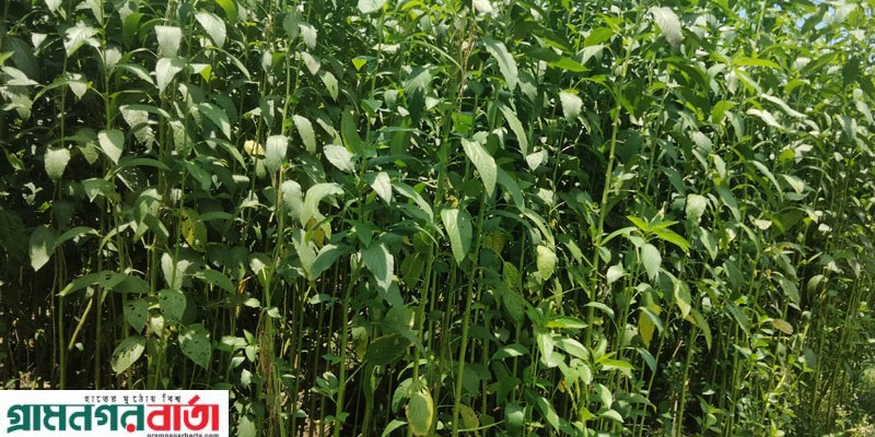 কাউনিয়ায় সোনালী আঁশের দাম ও বাম্পার ফলনের আশা কৃষকের