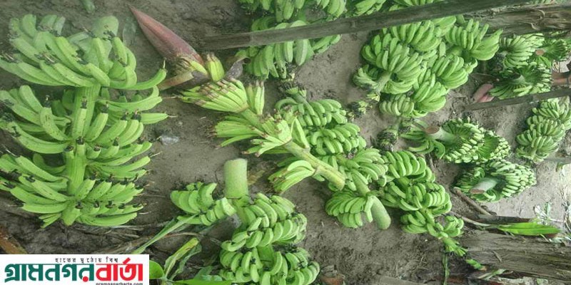 কাউনিয়ায় ৪০টি কলা গাছের কলা কাটলো দূর্বৃত্তরা