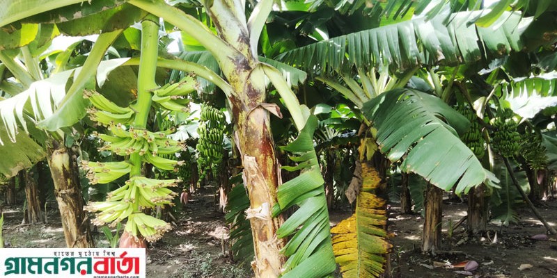 খুশি কলা চাষে কাউনিয়ার কৃষকের ভাগ্য বদলের হাতছানি