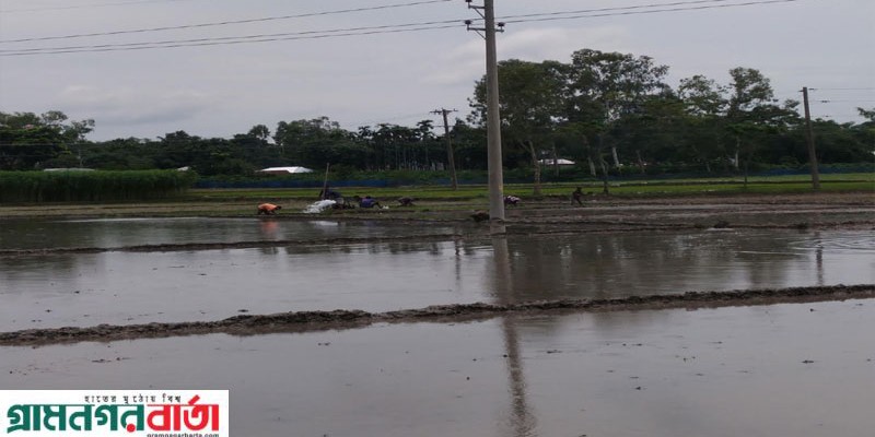 দেবীগঞ্জে সেচ দিয়ে আমন চারা রোপন শুরু করেছে কৃষক   