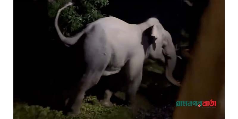 চুনতি অভয়ারণ্যে ট্রেন থামিয়ে হাতির প্রাণ রক্ষা করল ট্রেন চালক চুনতি অভয়ারণ্যে ট্রেন থামিয়ে হাতির প্রাণ রক্ষা করল ট্রেন চালক