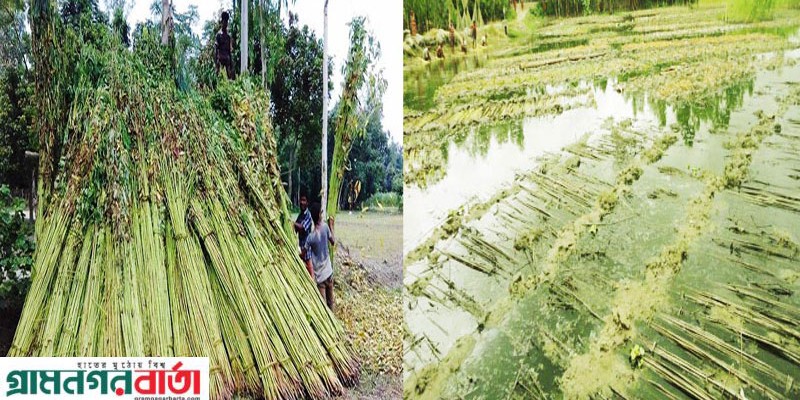 কাউনিয়ায় পাট অধিদপ্তর নিরব ভুমিকায় সনাতন পদ্ধতিতে পাট জাগ 