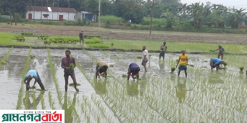 কাউনিয়ায় কৃষকরা জমিতে চারা রোপণে ব্যস্ত সময় কাটাচ্ছেন কাউনিয়ায় কৃষকরা জমিতে চারা রোপণে ব্যস্ত সময় কাটাচ্ছেন