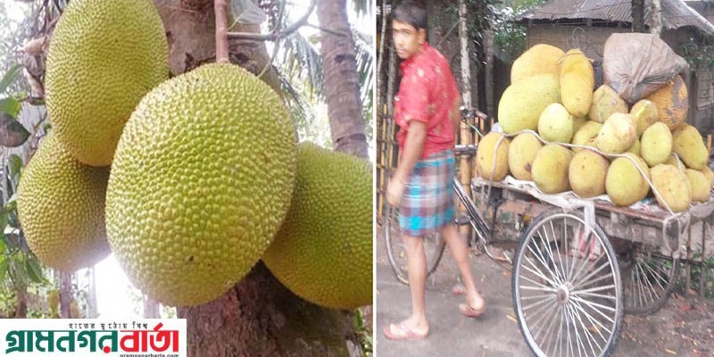 কাউনিয়ায় হাট বাজার গুলোতে প্রচুর কাঁঠাল উঠলেও ক্রেতা নেই কাউনিয়ায় হাট বাজার গুলোতে প্রচুর কাঁঠাল উঠলেও ক্রেতা নেই