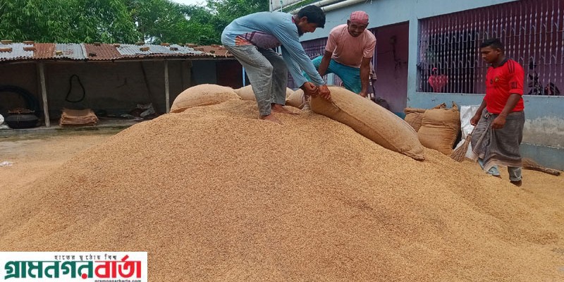 আদমদীঘিতে ধানের দাম এখন বেশ চড়া