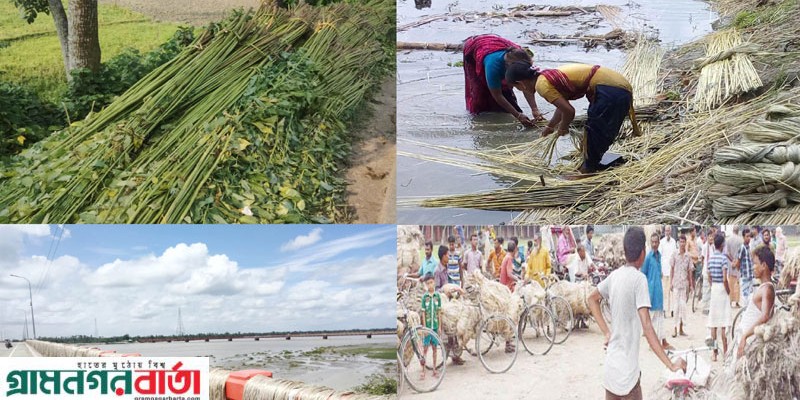 সোনালী আঁশ কাটা জাক দেয়া ও শুকানোর কাজে ব্যস্ত কাউনিয়ার চাষিরা