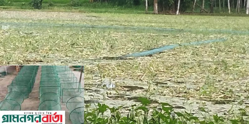 কাউনিয়ায় নিষিদ্ধ জালে অস্তিত্ব সংকটে দেশীয় প্রজাতির মাছ কাউনিয়ায় নিষিদ্ধ জালে অস্তিত্ব সংকটে দেশীয় প্রজাতির মাছ