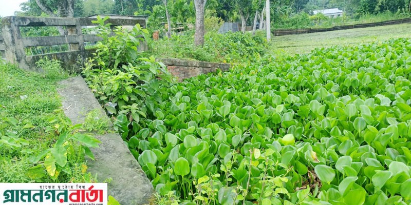 কচুরিপানায় সেতুর মুখ বন্ধ, কাউনিয়ায় জলাবদ্ধতায় দুশ্চিন্তায় কৃষক কচুরিপানায় সেতুর মুখ বন্ধ, কাউনিয়ায় জলাবদ্ধতায় দুশ্চিন্তায় কৃষক