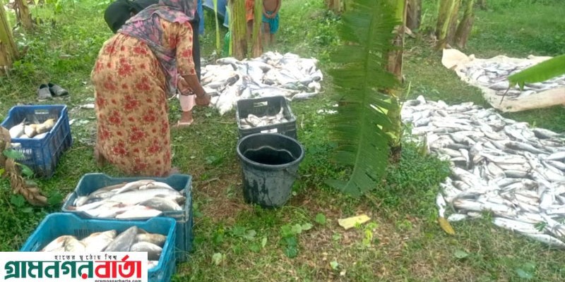 নন্দীগ্রামে পুকুরে বিষ দিয়ে সাত লাখ টাকার মাছ নিধনের অভিযোগ নন্দীগ্রামে পুকুরে বিষ দিয়ে সাত লাখ টাকার মাছ নিধনের অভিযোগ
