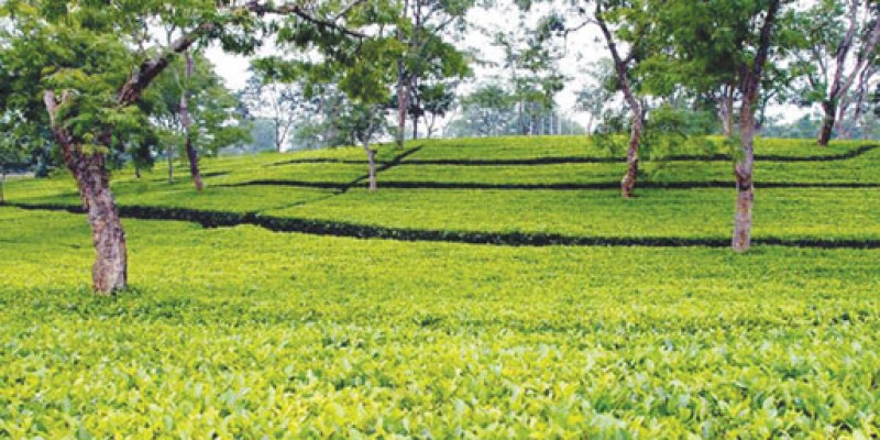 হঠাৎ দামে পতন  পঞ্চগড়ে চা চাষীদের স্বপ্ন ভঙ্গ
