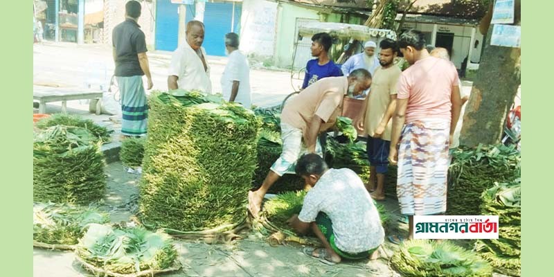 পান বিক্রি করে জীবন চলে ৪ শতাধিক পরিবার পান বিক্রি করে জীবন চলে ৪ শতাধিক পরিবার