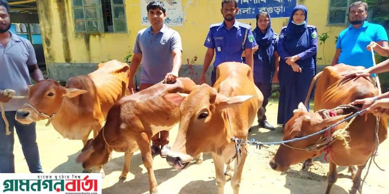 আদমদীঘিতে চুরি যাওয়া ৪টি গরু উদ্ধার, দুই চোর গ্রেপ্তার