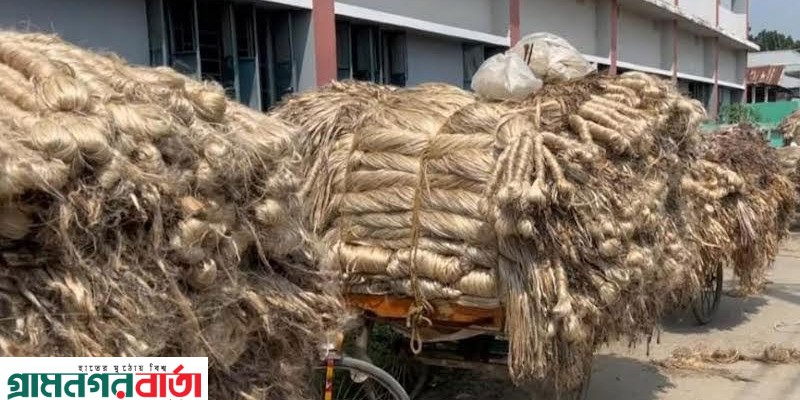 গত মৌসুমের চেয়ে এবার পঞ্চগড়ে পাটের বাজার মূল্য ভালো হওয়ায় খুশি চাষীরা