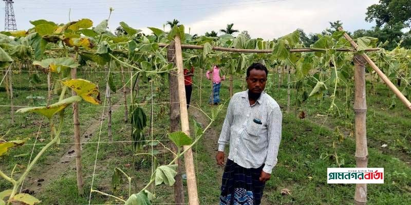 রাতের আঁধারে কৃষকের ৪০০ লাউ গাছ কেটে দিলো দুর্বৃত্তরা